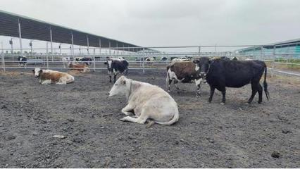 社旗縣興隆鎮(zhèn) 特色產(chǎn)業(yè)興村 鄉(xiāng)村振興加速