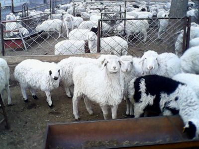 優(yōu)質(zhì)肉羊品種與家畜飼養(yǎng)管理指南