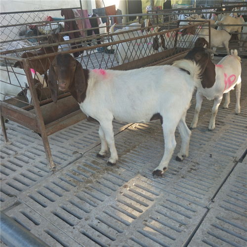 農(nóng)作物秸稈養(yǎng)殖波爾山羊技術 快速生長、繁殖高效、品種優(yōu)質(zhì)、價格實惠、效益顯著