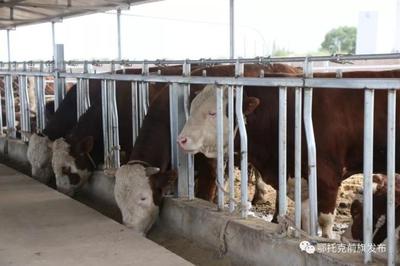 蹄疾步穩(wěn)謀發(fā)展，產(chǎn)業(yè)振興正當(dāng)時(shí)——鄂前旗推進(jìn)農(nóng)牧業(yè)產(chǎn)業(yè)高質(zhì)量發(fā)展綜述