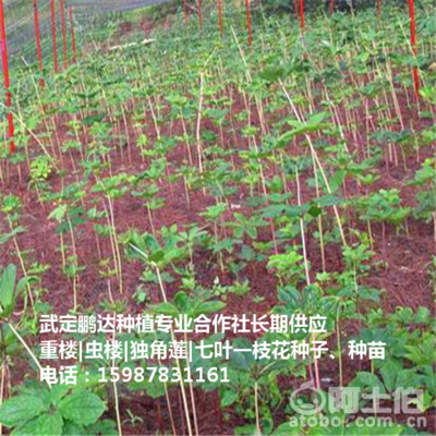 貴州滇重樓價格與種苗供應全解析 武定鵬達種植專業合作社產品庫指南