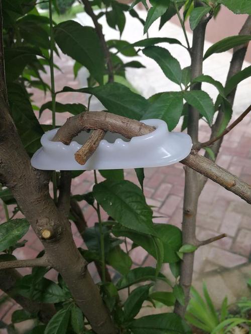 湘果園果樹拉枝器 江蘇產地優勢與種苗培育的得力助手
